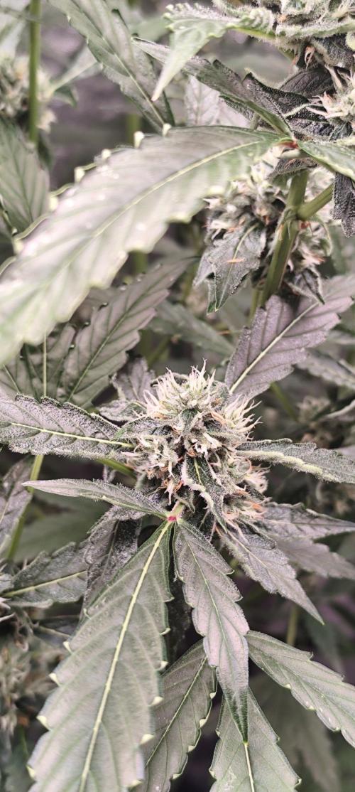 Mephisto's Run. Week 8 - rs11 1