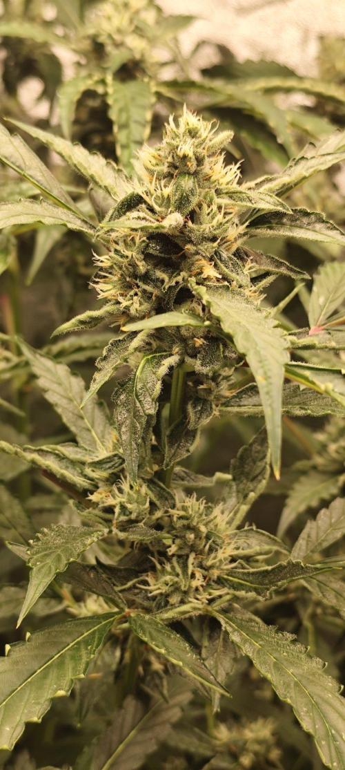 Mephisto's Run. Week 8 - rs11 1