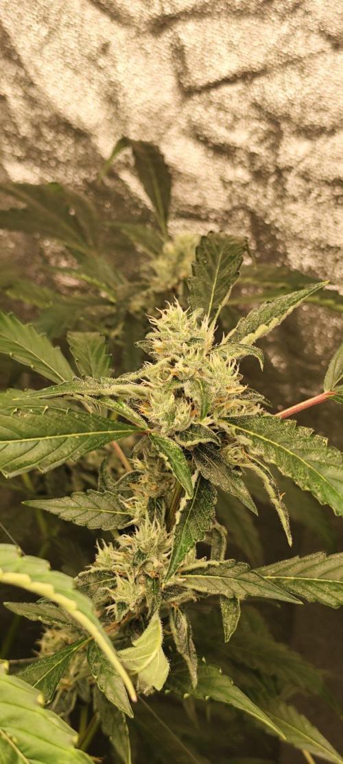 Mephisto's Run. Week 8 - rs11 1