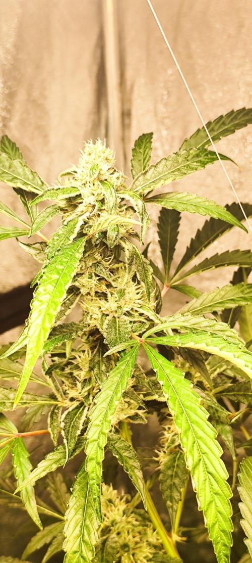 Mephisto's Run. Week 8 - rs11 1