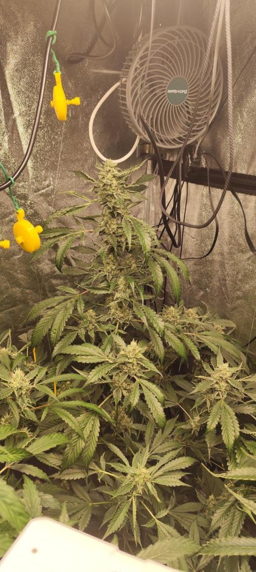 Mephisto's Run. Week 8 - rs11 2