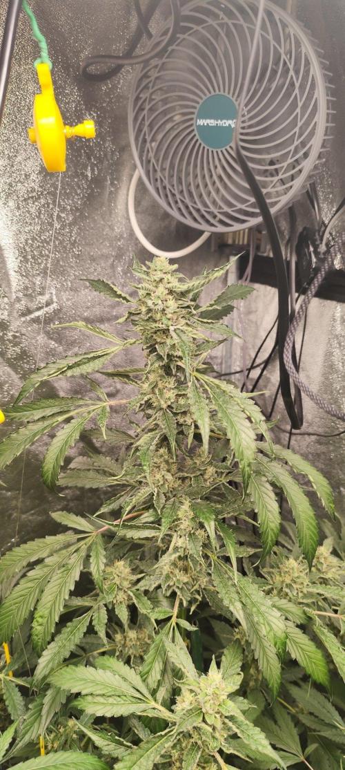 Mephisto's Run. Week 8 - rs11 2