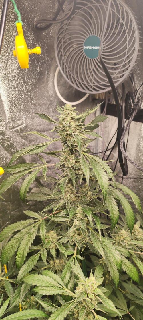 Mephisto's Run. Week 8 - rs11 2