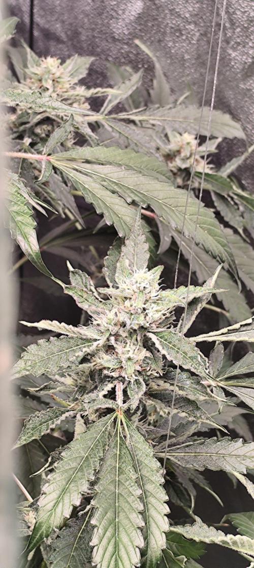 Mephisto's Run. Week 8 - rs11 2