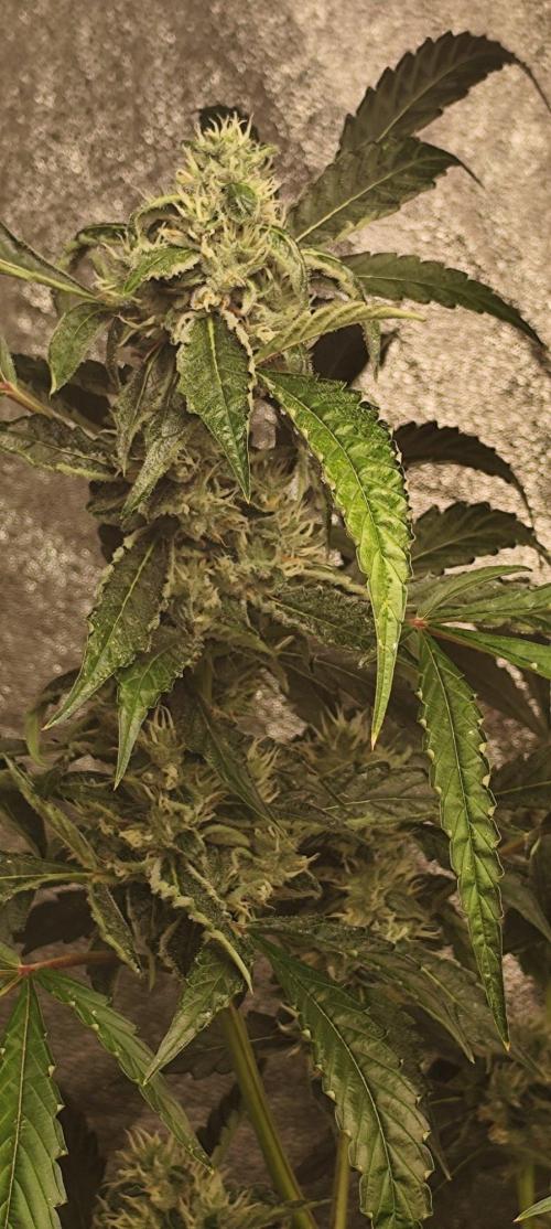 Mephisto's Run. Week 8 - rs11 1