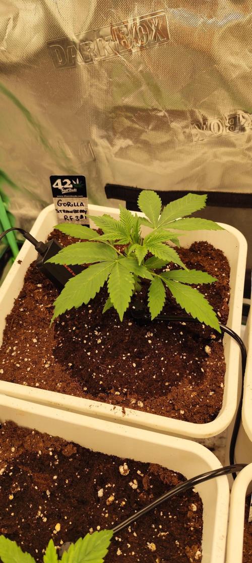 Strawberry Gorilla RF3 + ZtrawberrieZ. Week 2
