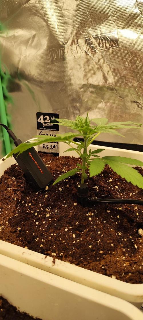Strawberry Gorilla RF3 + ZtrawberrieZ. Week 2
