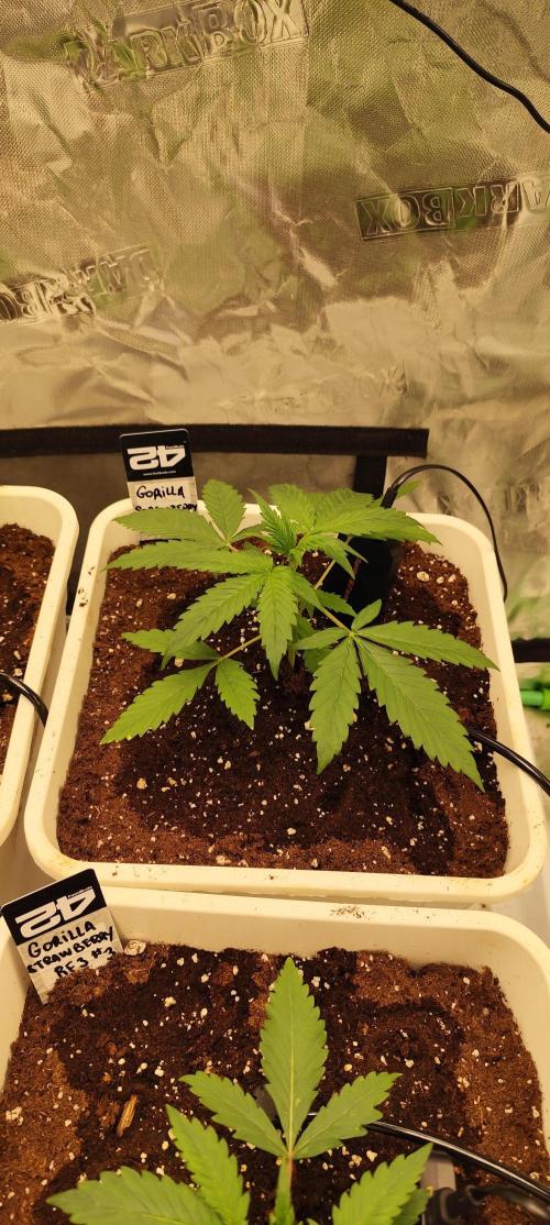 Strawberry Gorilla RF3 + ZtrawberrieZ. Week 2