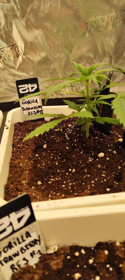 Strawberry Gorilla RF3 + ZtrawberrieZ. Week 2