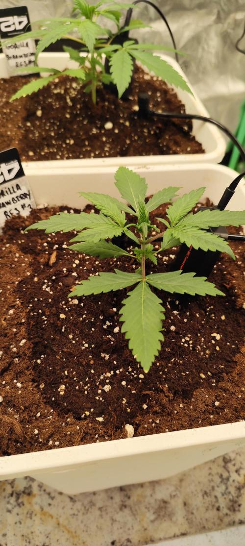 Strawberry Gorilla RF3 + ZtrawberrieZ. Week 2