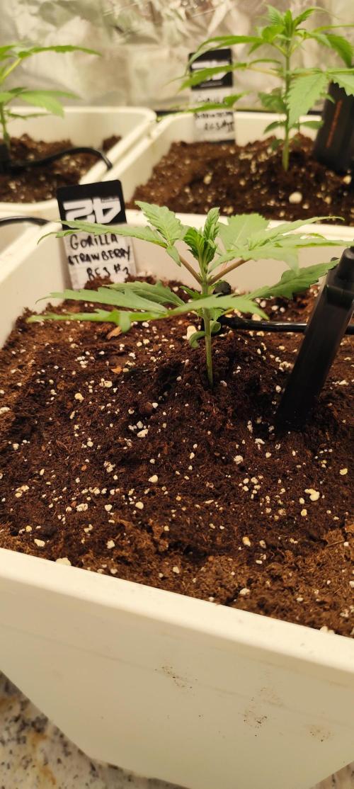 Strawberry Gorilla RF3 + ZtrawberrieZ. Week 2