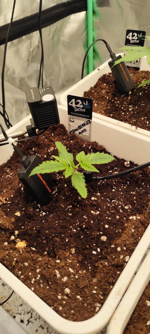 Strawberry Gorilla RF3 + ZtrawberrieZ. Week 2