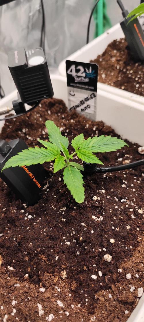 Strawberry Gorilla RF3 + ZtrawberrieZ. Week 2
