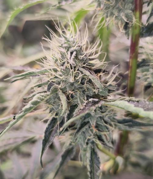 Mephisto's Run. Week 9 - BFO 1