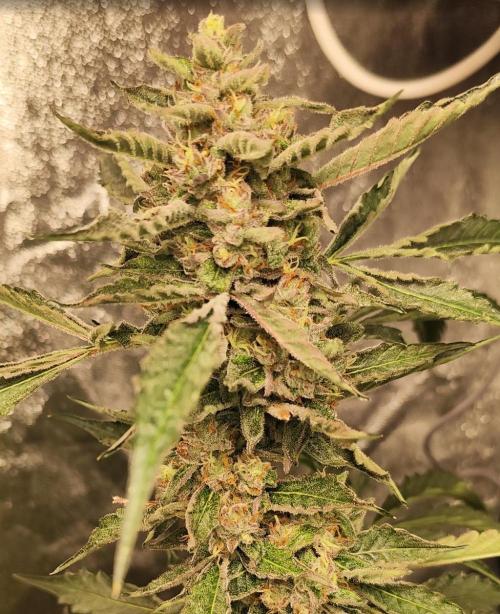 Mephisto's Run. Week 9 - RS11 2