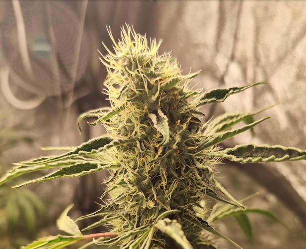 Mephisto's Run. Week 9 - BFO 2