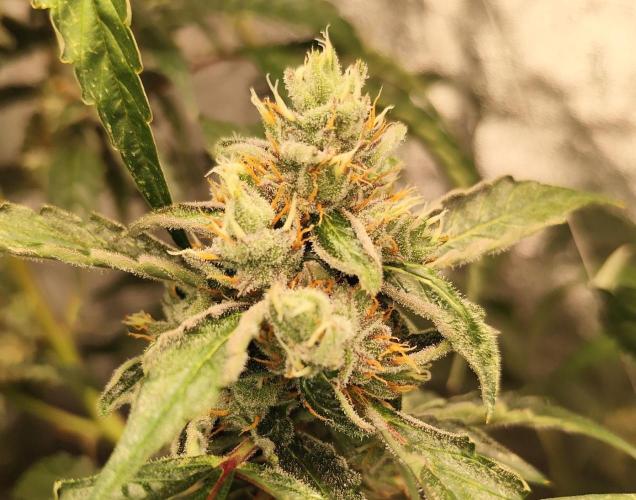 Mephisto's Run. Week 9 - RS11 1