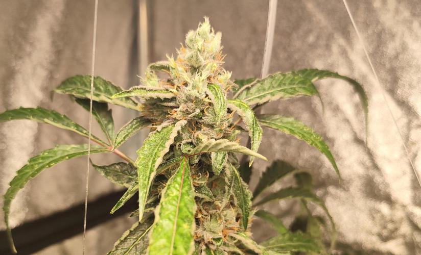 Mephisto's Run. Week 9 - RS11 1