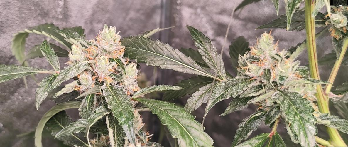 Mephisto's Run. Week 9 - RS11 1