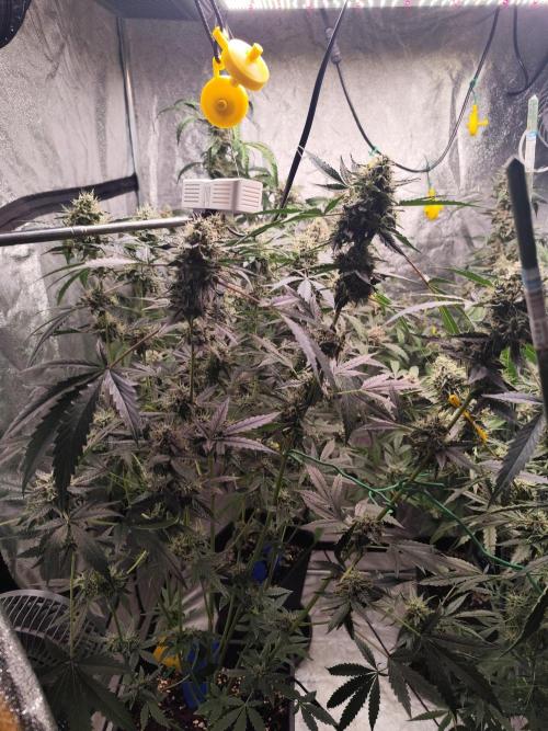 Mephisto's Run. Week 9 - BFO 1