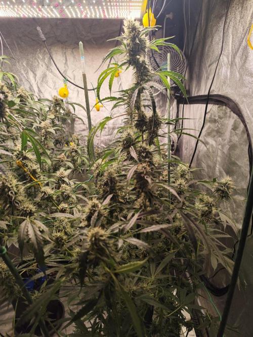 Mephisto's Run. Week 9 - BFO 2