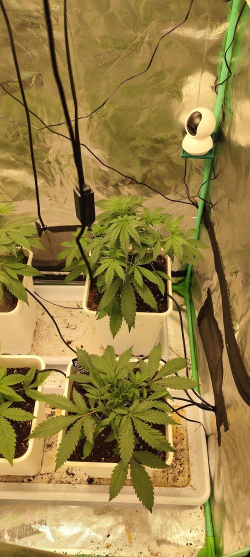 Strawberry Gorilla RF3 + ZtrawberrieZ. Week 3
