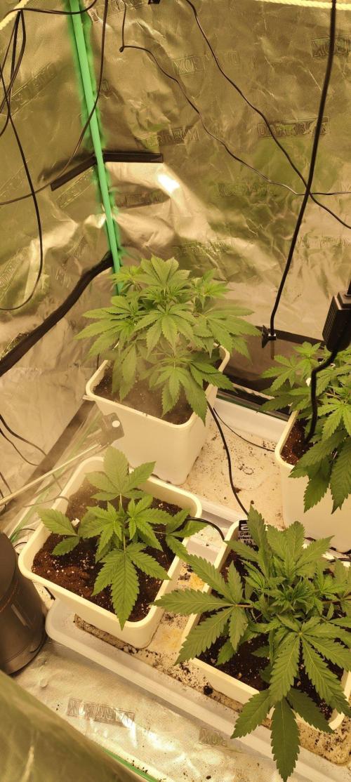 Strawberry Gorilla RF3 + ZtrawberrieZ. Week 3