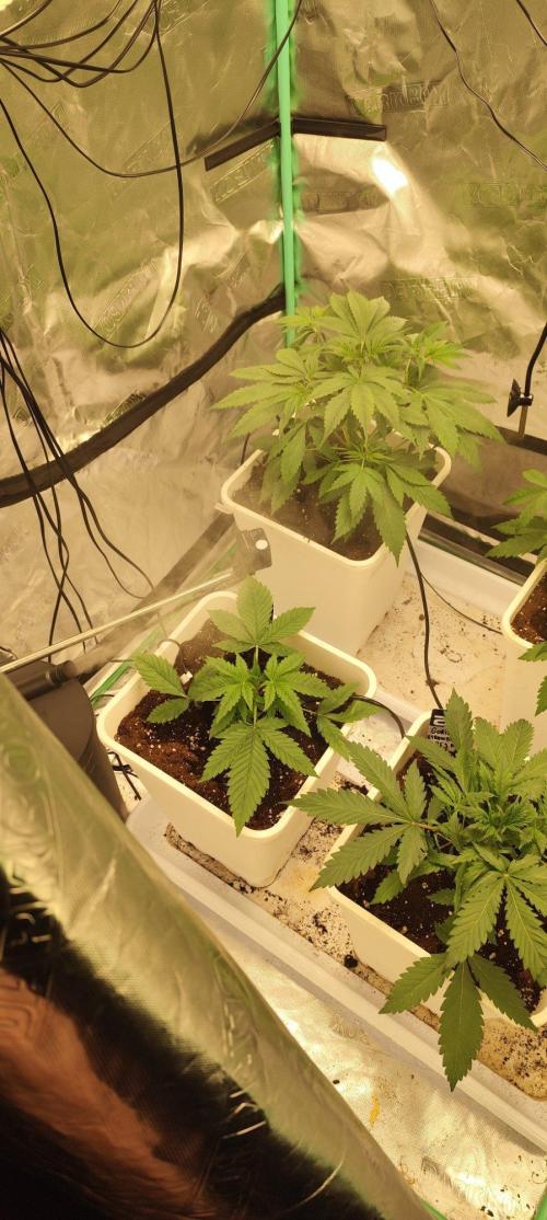 Strawberry Gorilla RF3 + ZtrawberrieZ. Week 3