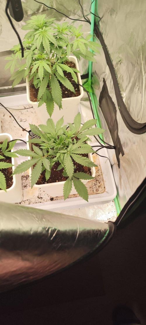 Strawberry Gorilla RF3 + ZtrawberrieZ. Week 3