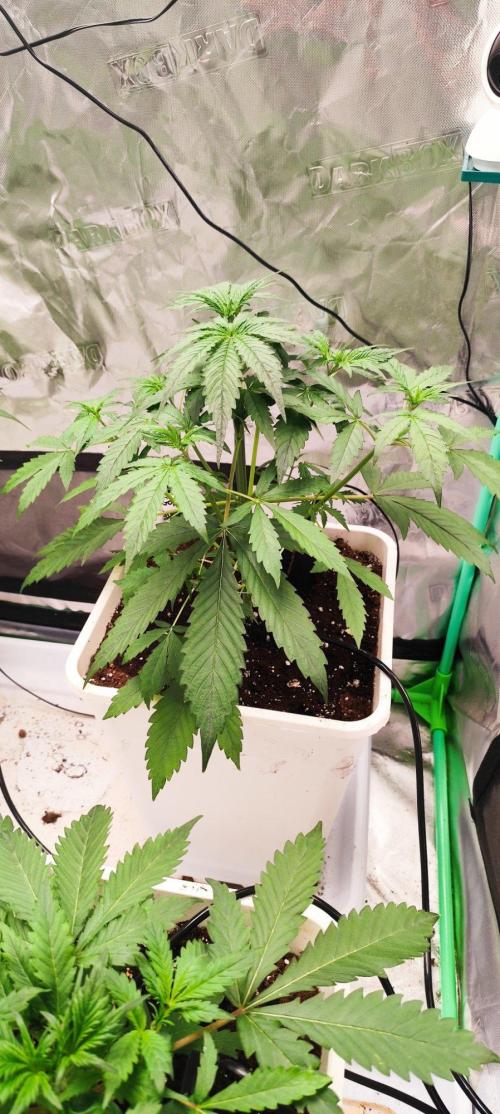 Strawberry Gorilla RF3 + ZtrawberrieZ. Week 3