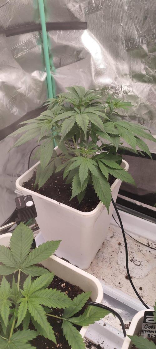 Strawberry Gorilla RF3 + ZtrawberrieZ. Week 3