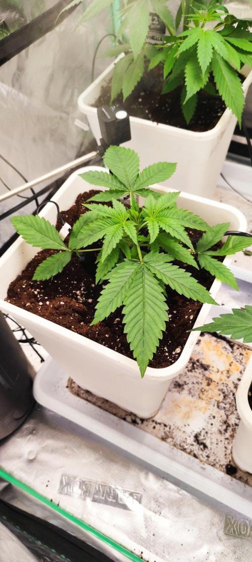 Strawberry Gorilla RF3 + ZtrawberrieZ. Week 3