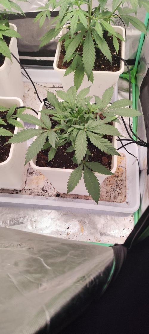 Strawberry Gorilla RF3 + ZtrawberrieZ. Week 3