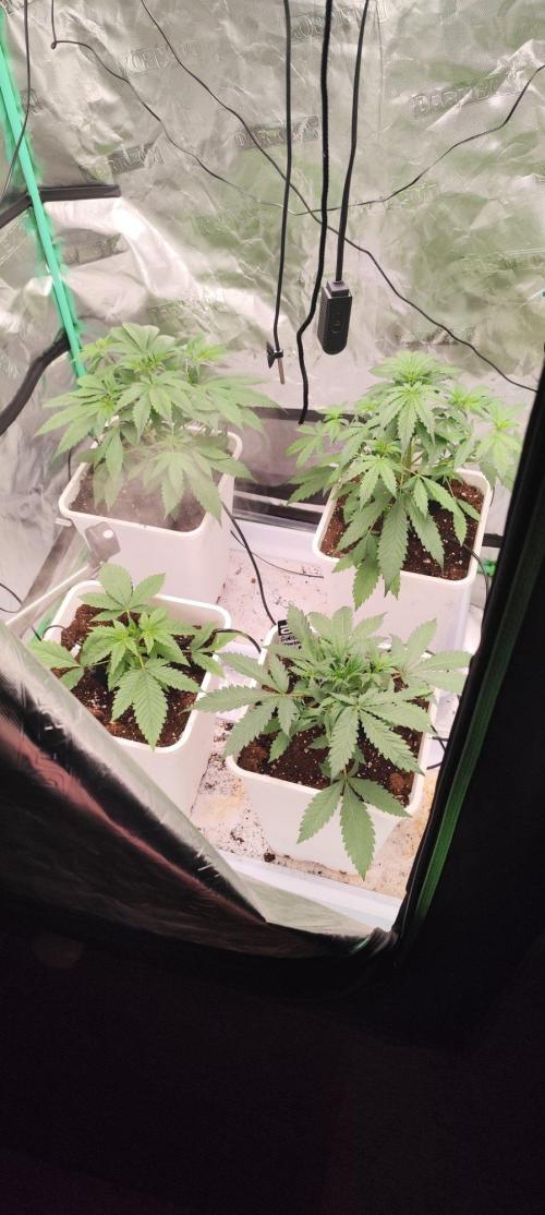 Strawberry Gorilla RF3 + ZtrawberrieZ. Week 3