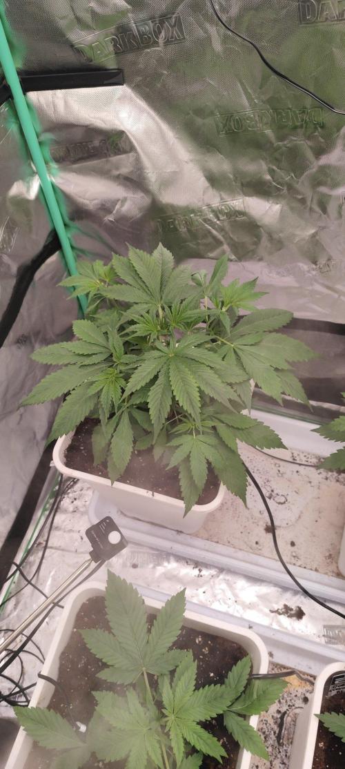 Strawberry Gorilla RF3 + ZtrawberrieZ. Week 3