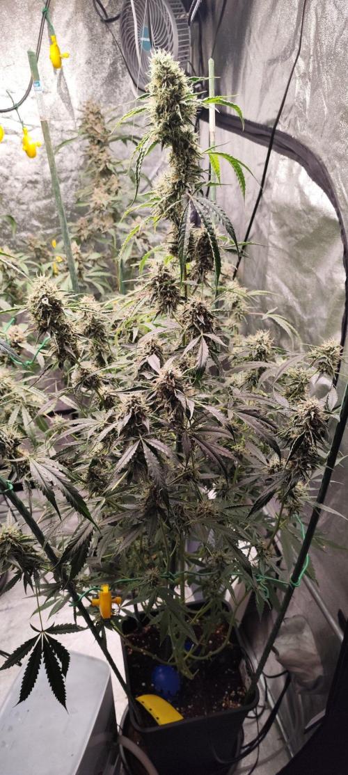 Mephisto's Run. Week 10 - BFO1