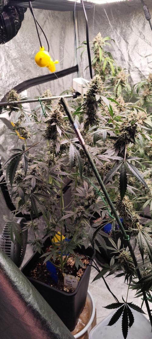 Mephisto's Run. Week 10 - BFO2