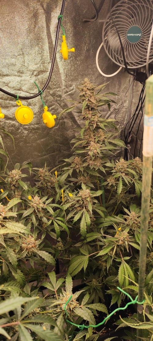 Mephisto's Run. Week 10 - RS11   1