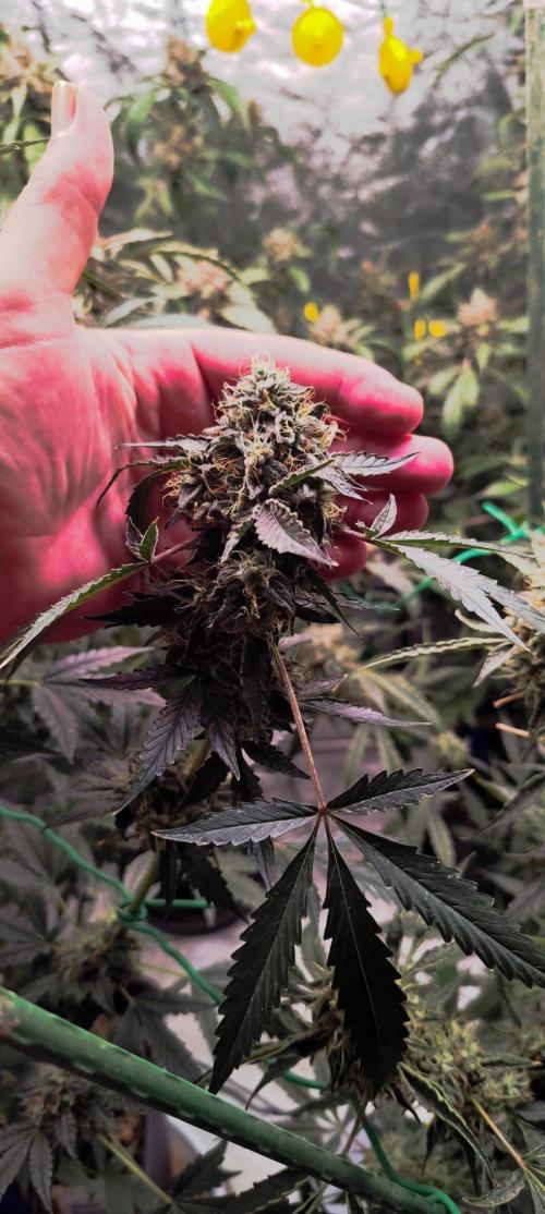 Mephisto's Run. Week 10 - BFO 2