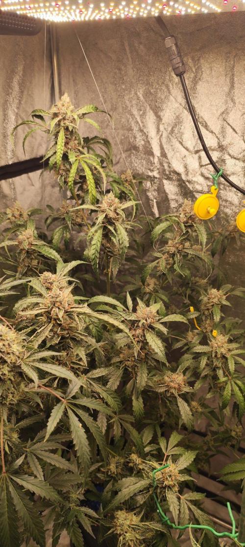 Mephisto's Run. Week 10 - RS11   2