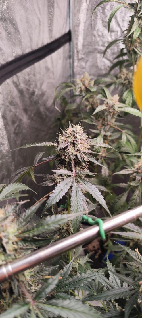 Mephisto's Run. Week 10 - BFO 2