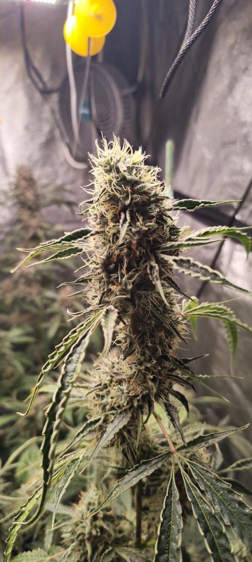 Mephisto's Run. Week 10 - BFO1