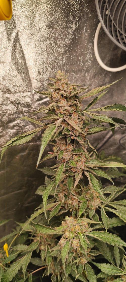Mephisto's Run. Week 10 - RS11   1