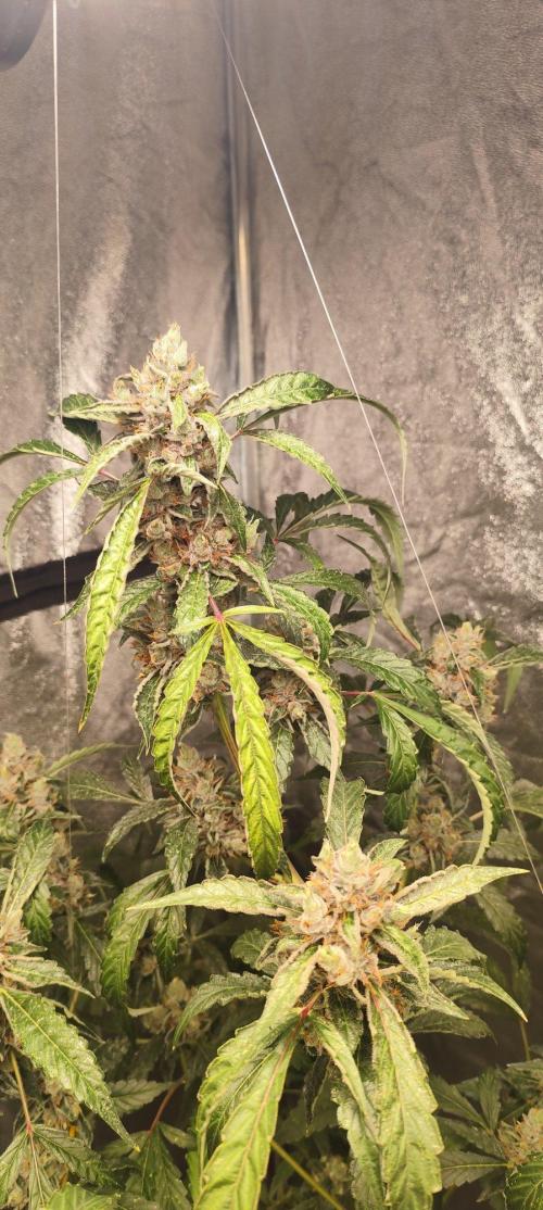 Mephisto's Run. Week 10 - RS11   2