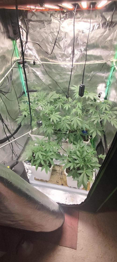 Strawberry Gorilla RF3 + ZtrawberrieZ. Week 4