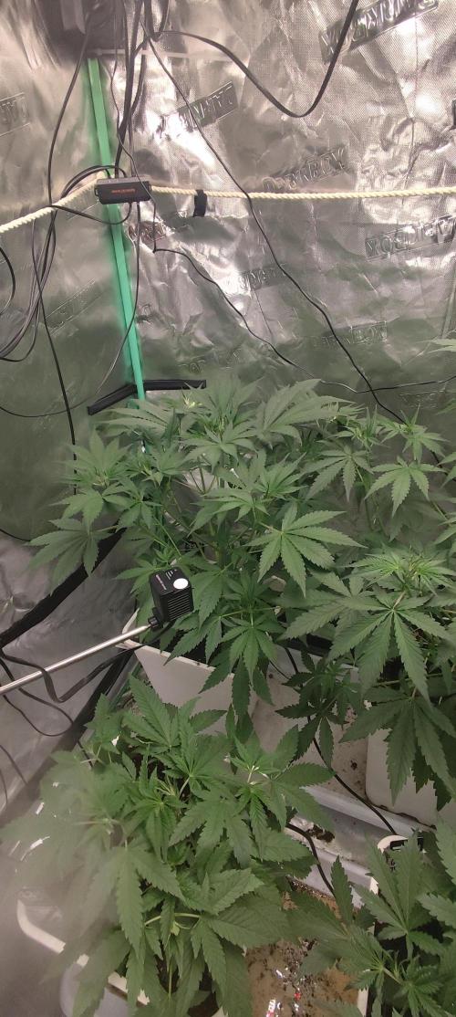 Strawberry Gorilla RF3 + ZtrawberrieZ. Week 4