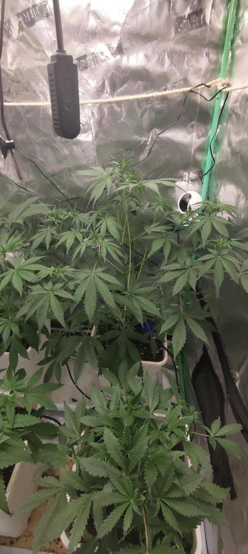 Strawberry Gorilla RF3 + ZtrawberrieZ. Week 4