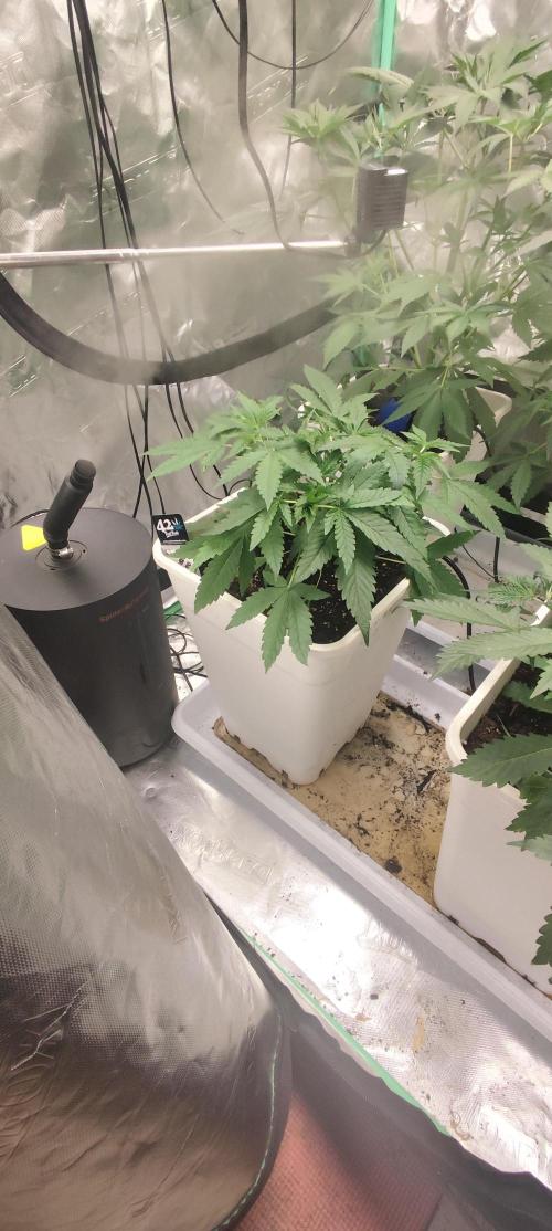 Strawberry Gorilla RF3 + ZtrawberrieZ. Week 4