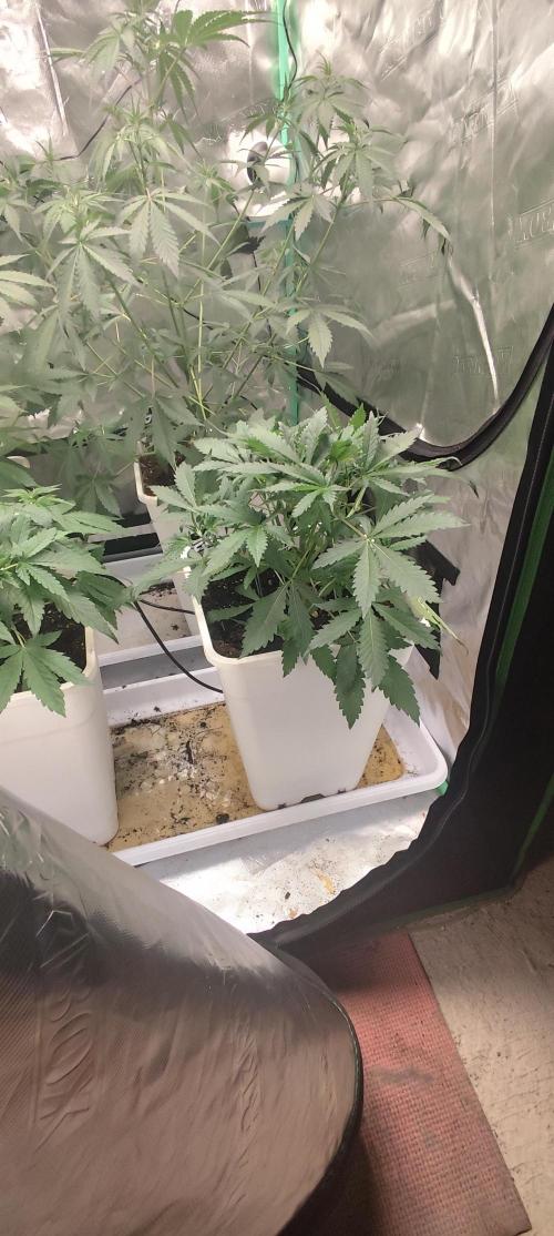 Strawberry Gorilla RF3 + ZtrawberrieZ. Week 4
