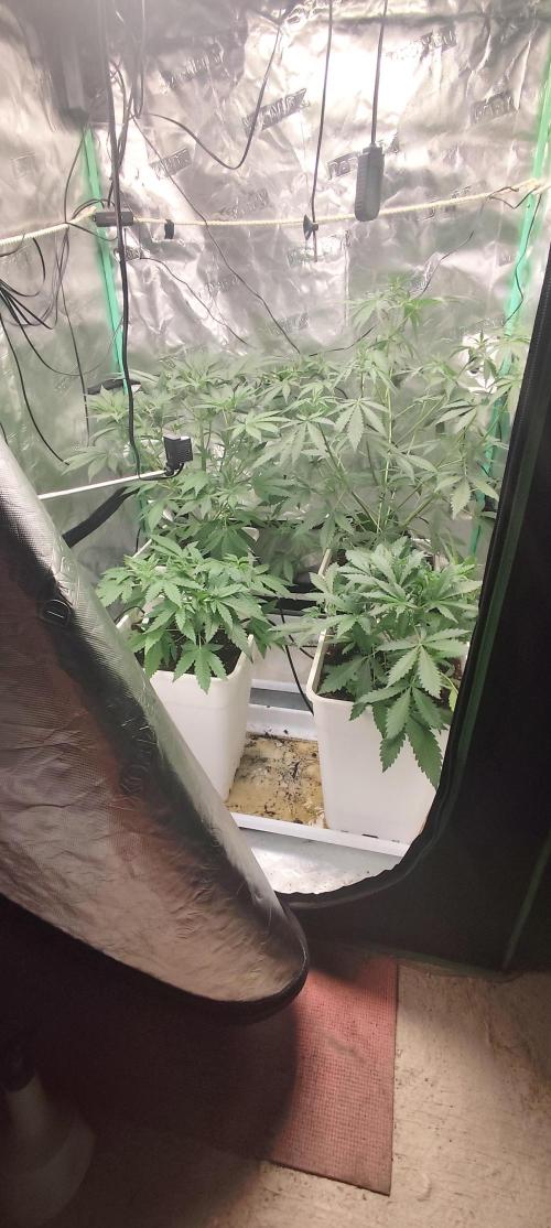 Strawberry Gorilla RF3 + ZtrawberrieZ. Week 4